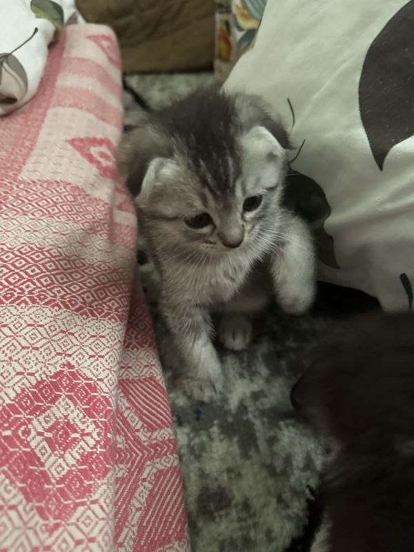 Продаются Шотланские котята. Вислоухие Продаются Шотланские котята. Вислоухие