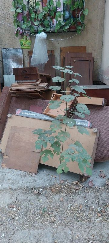 Отдам дрова даром Отдам дрова даром