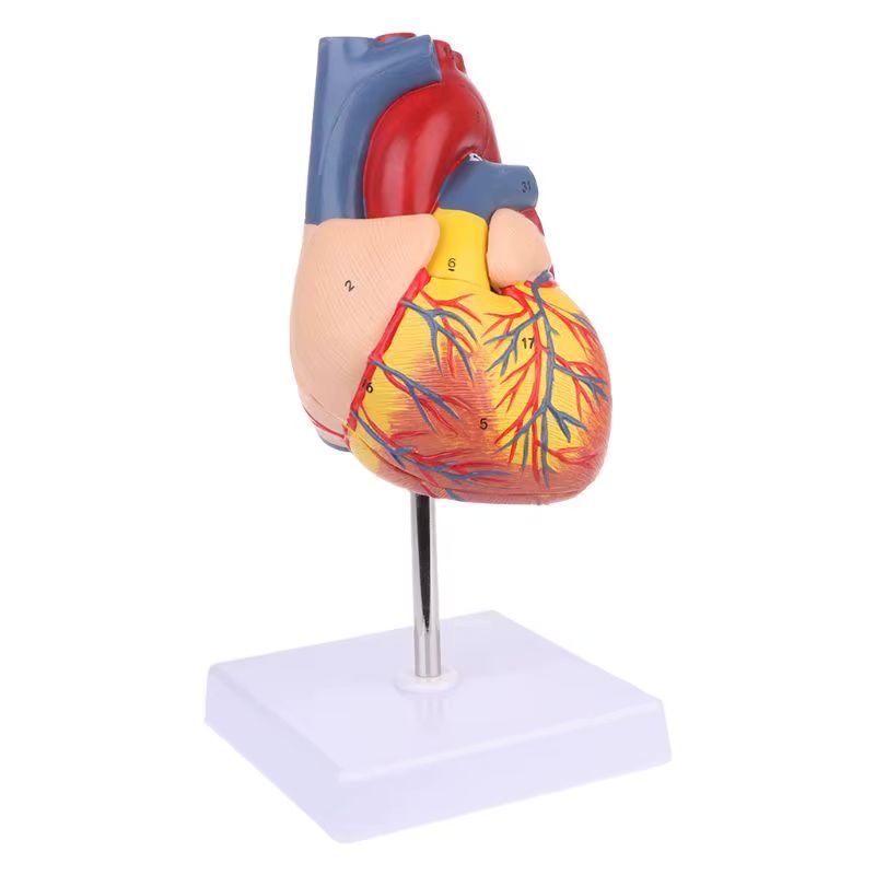 Yurakning anatomik modeli Yurakning anatomik modeli