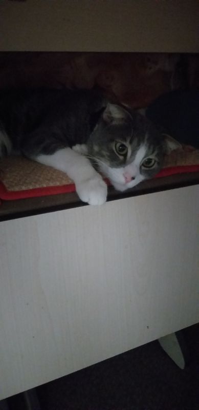 отдам даром в добрые руки  вислоушку котика