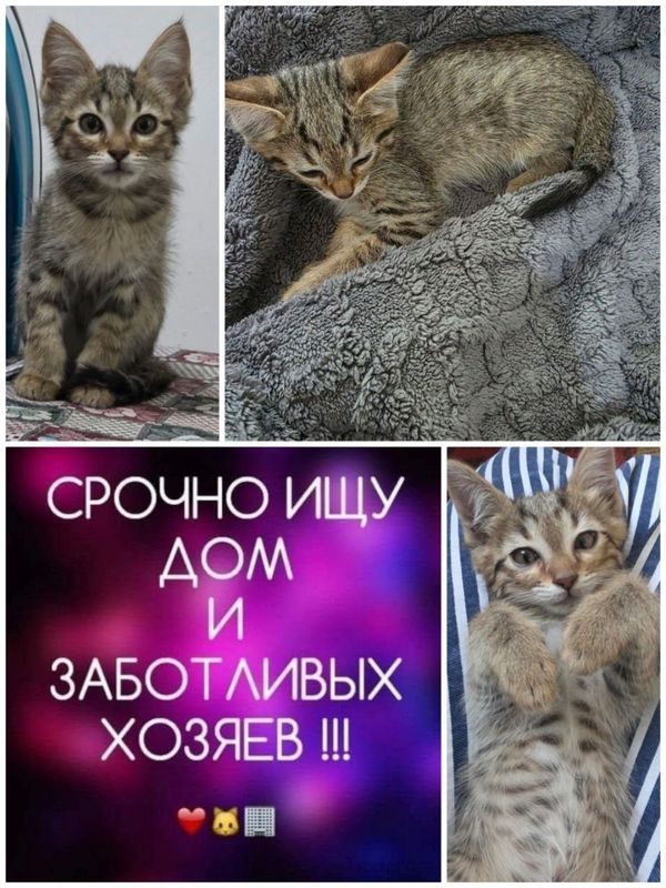 Котенок в хорошие ручки Котенок в хорошие ручки
