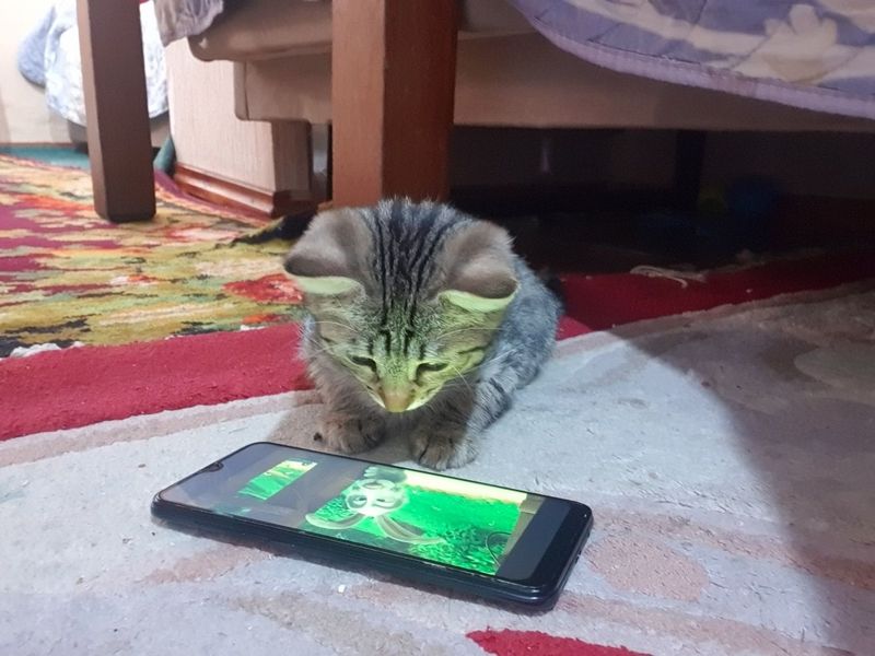 Кошка Мушук жуда уйинкарок Кошка Мушук жуда уйинкарок