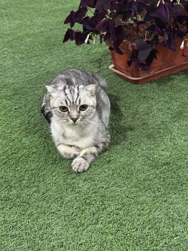 Скотиш фолд Киз бола Скотиш фолд Киз бола