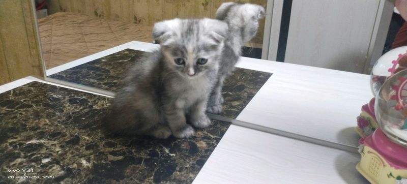 продаются котята. продаются котята.