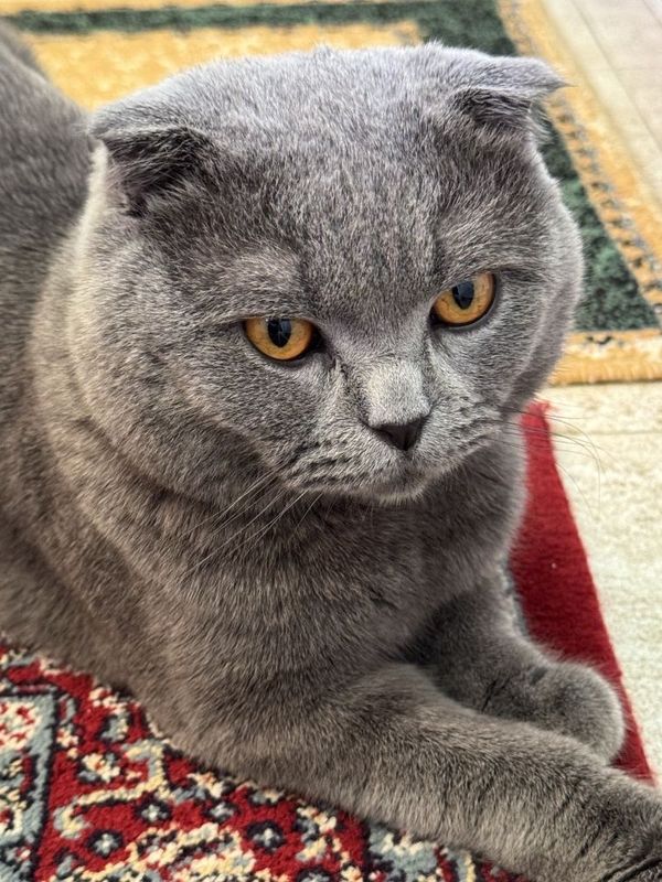 Шотландская вислоухая кошка Шотландская вислоухая кошка