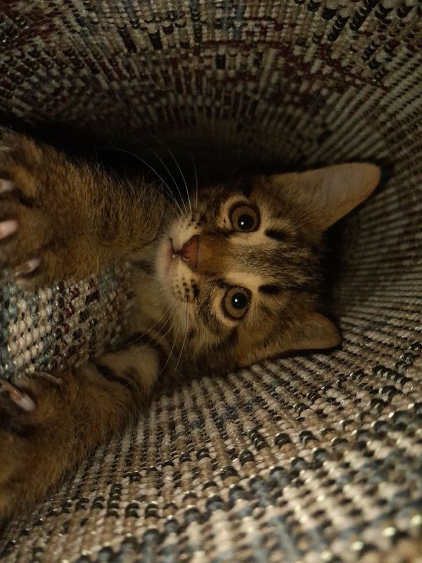 Европейский короткошерстяной