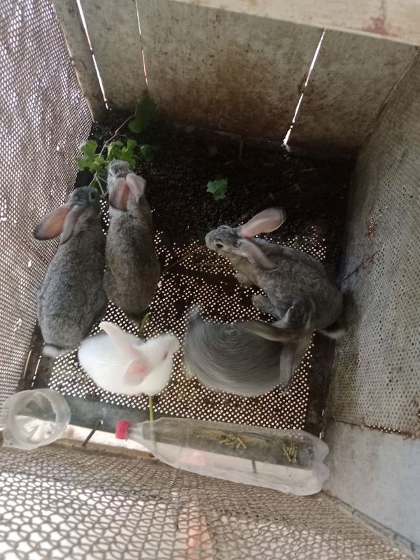 Quyon bolalari sotiladi Quyon bolalari sotiladi