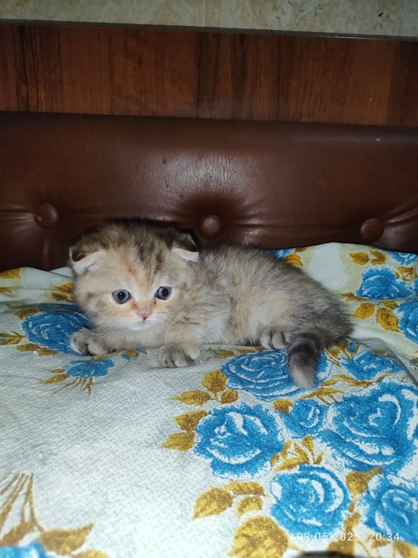 Продается Шотландский Скоттиш фолд