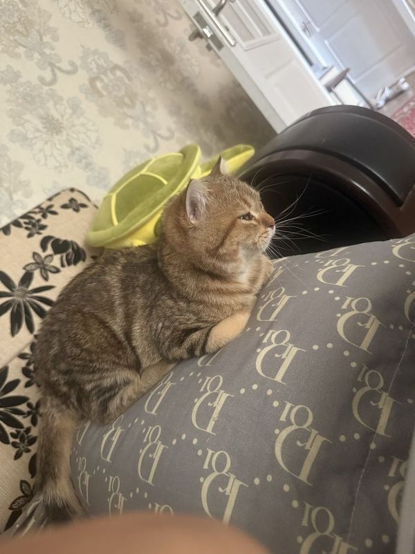Породистий котенок
