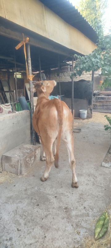 Shivet qochma ĝunajin sotiladi Shivet qochma ĝunajin sotiladi
