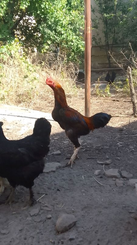 xoʻroz sotiladi toza narsa xoʻroz sotiladi toza narsa
