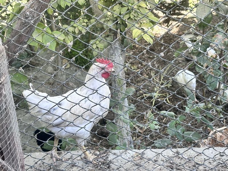 3 ойлик жужа сотилади