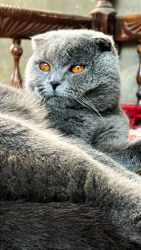 Vyazka qiz mushulani taklif qilamiz Vyazka qiz mushulani taklif qilamiz