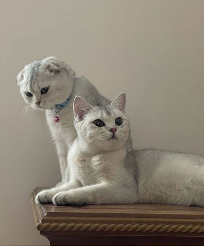 Продается котенок Девочка