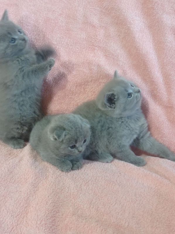 Продаю котят скотиш Продаю котят скотиш