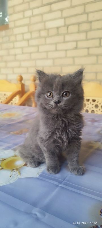 Срочно продаются котята британская короткошёрстная порода