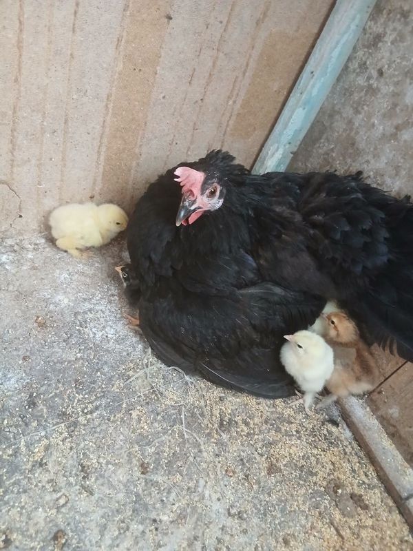 Tovuq 11 ta brama jo'jalari bilan soiladi Tovuq 11 ta brama jo'jalari bilan soiladi