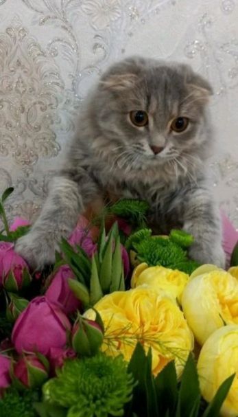 sofi mushuk sofi mushuk