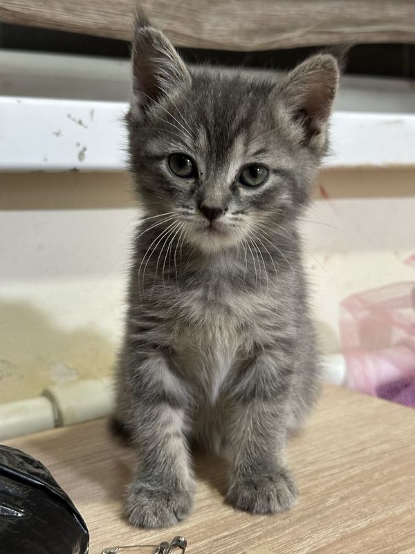 Продаётся котёнок скотиш страйт девочка 1,5 месяца Продаётся котёнок скотиш страйт девочка 1,5 месяца