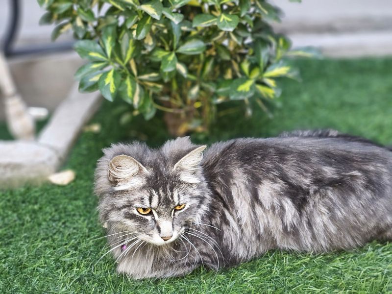 Продаётся кошка с котятами или отдельно породы Мейкун Продаётся кошка с котятами или отдельно породы Мейкун