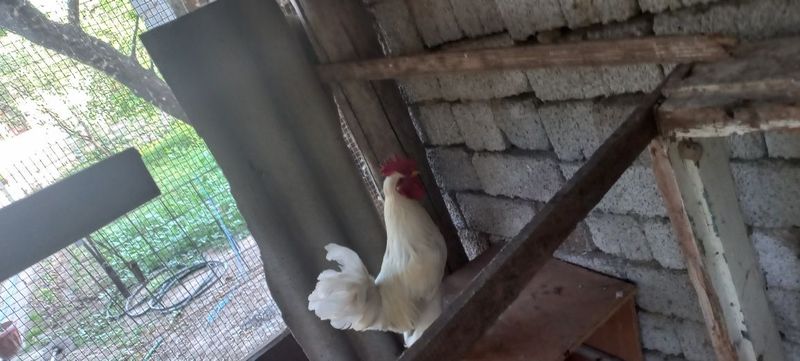 Yapon xoroz sotiladi Yapon xoroz sotiladi