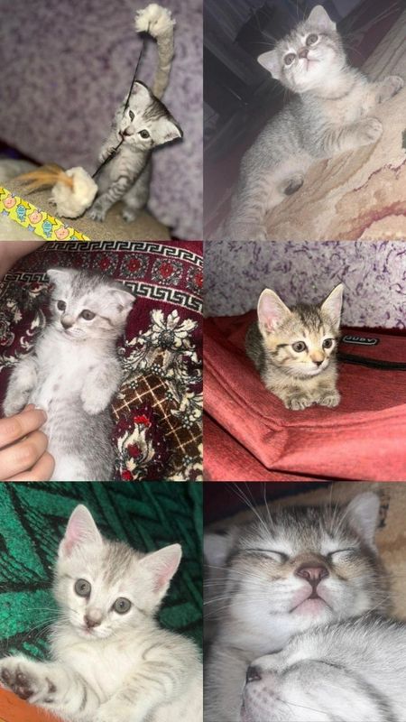 Продаются котятки