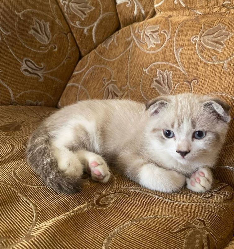Продам породистые котят