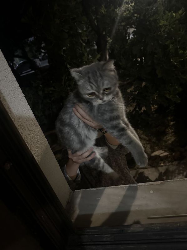 Эгзот кошка девочка