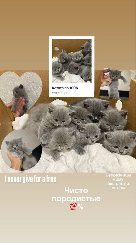 Котята продистые 40 дней Котята продистые 40 дней
