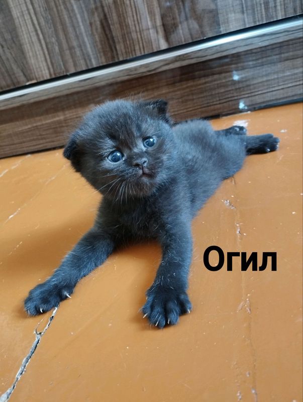 кошки