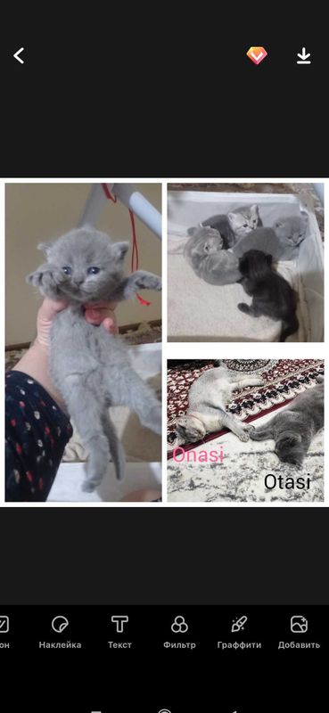 Mushukchalar sotiladi 1 oylik Mushukchalar sotiladi 1 oylik