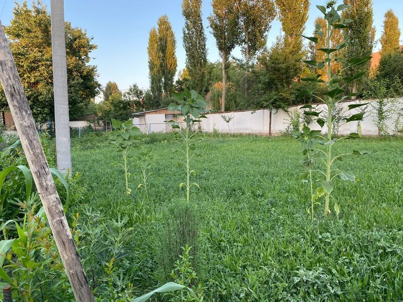 Продаётся земля 12 соток (24×53) Салар Продаётся земля 12 соток (24×53) Салар