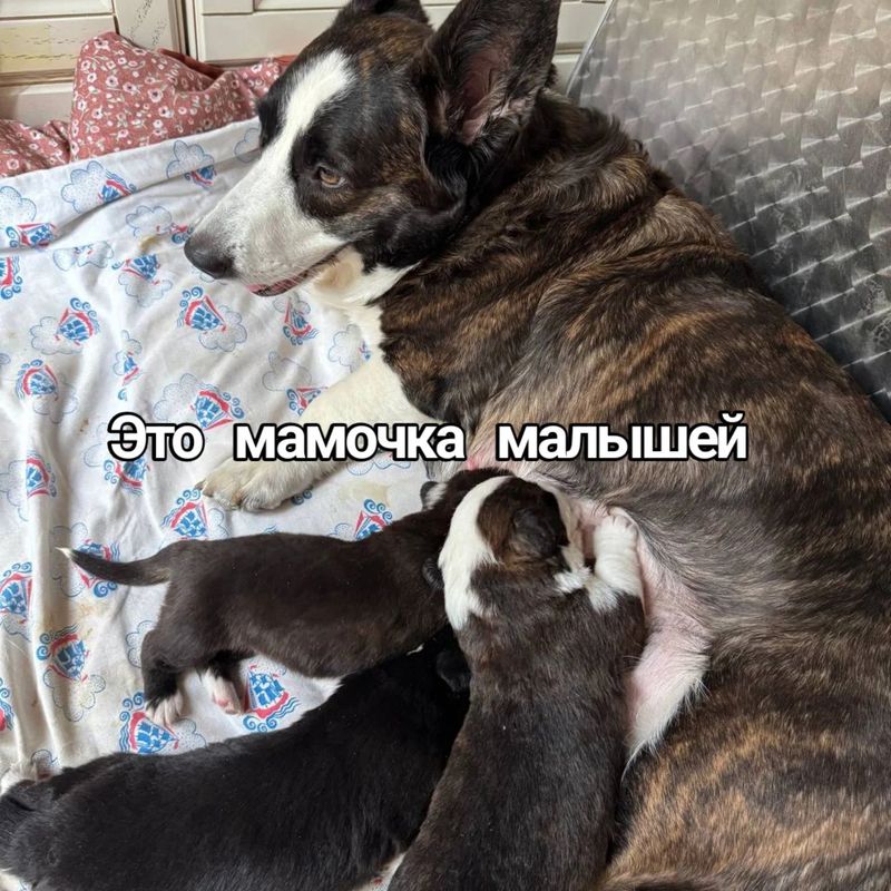Продаются щенки чистокровные корги кардиганы, родились 29июня 2025 год