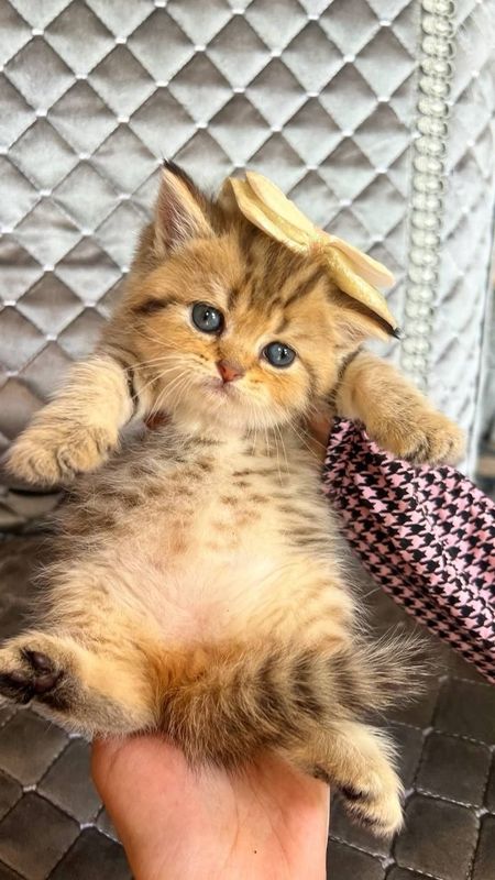 Zalatistiy shinshila tabby sotiladi Zalatistiy shinshila tabby sotiladi