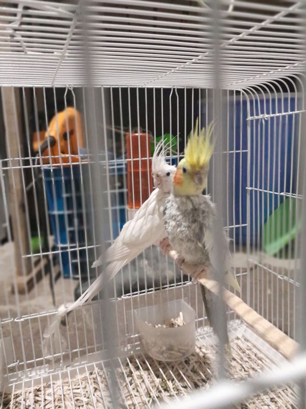 Karella papugay sotiladi Karella papugay sotiladi