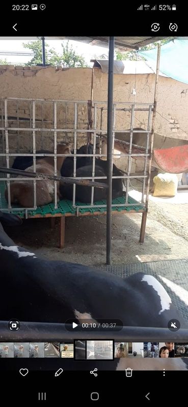 Qoyhona b/u 3 milyon kamibor