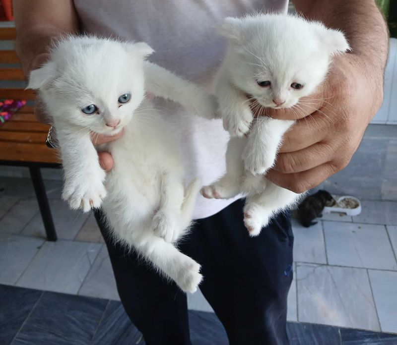 продается котята шотландский вислаухая продается котята шотландский вислаухая