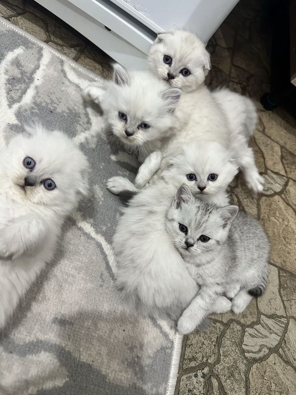 Шатланские выслоухие котята Шатланские выслоухие котята