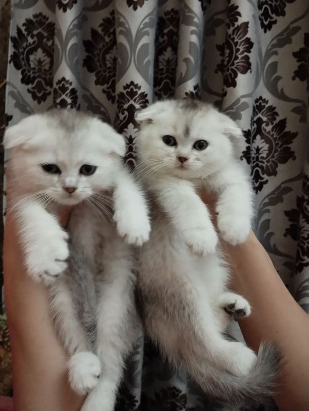 Срочно продам котят Срочно продам котят