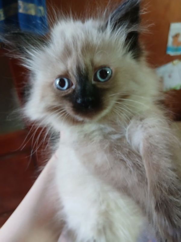 Симмские котята на продажу Симмские котята на продажу
