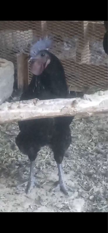 Uheyilyul horozlari ухейилюй хурозлари Uheyilyul horozlari ухейилюй хурозлари