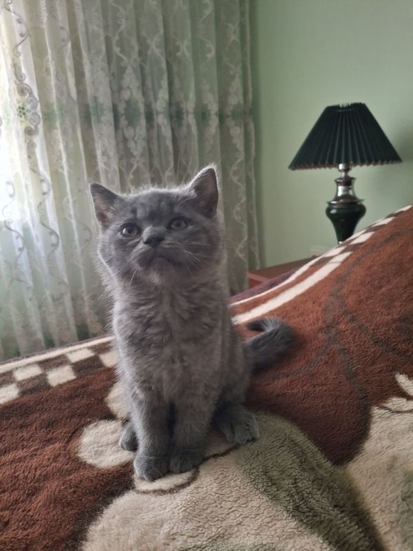 Котенок Скоттиш страйт Котенок Скоттиш страйт