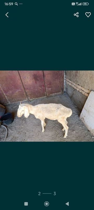 qoy tagal ahvoli yaxshi qoy tagal ahvoli yaxshi