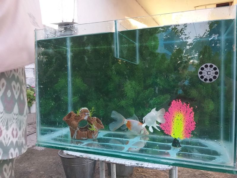Baliqchalar va Akvarium umumiy sotiladi 20 ga yaqin aloxidaham Baliqchalar va Akvarium umumiy sotiladi 20 ga yaqin aloxidaham