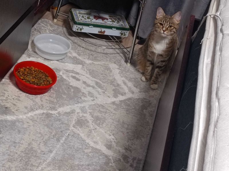 Кошечка, умница, чистюля, стерилизация в подарок Кошечка, умница, чистюля, стерилизация в подарок