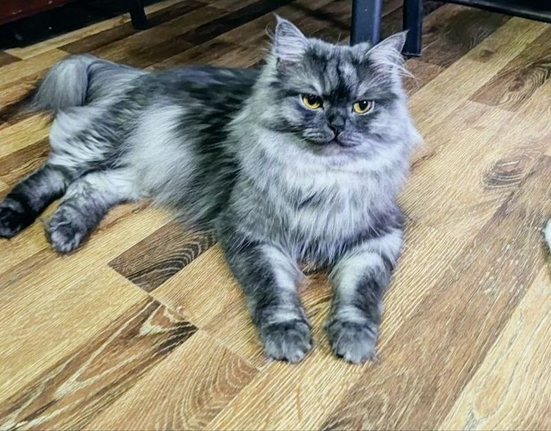 Срочно отдам кошечку в хорошие руки Срочно отдам кошечку в хорошие руки