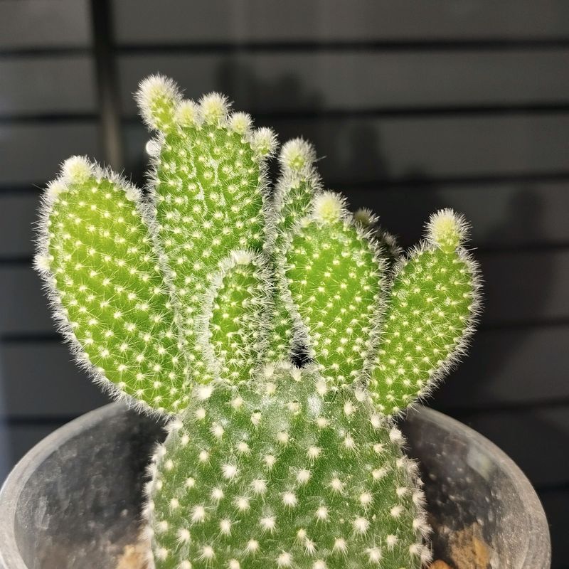kaktus kaktus