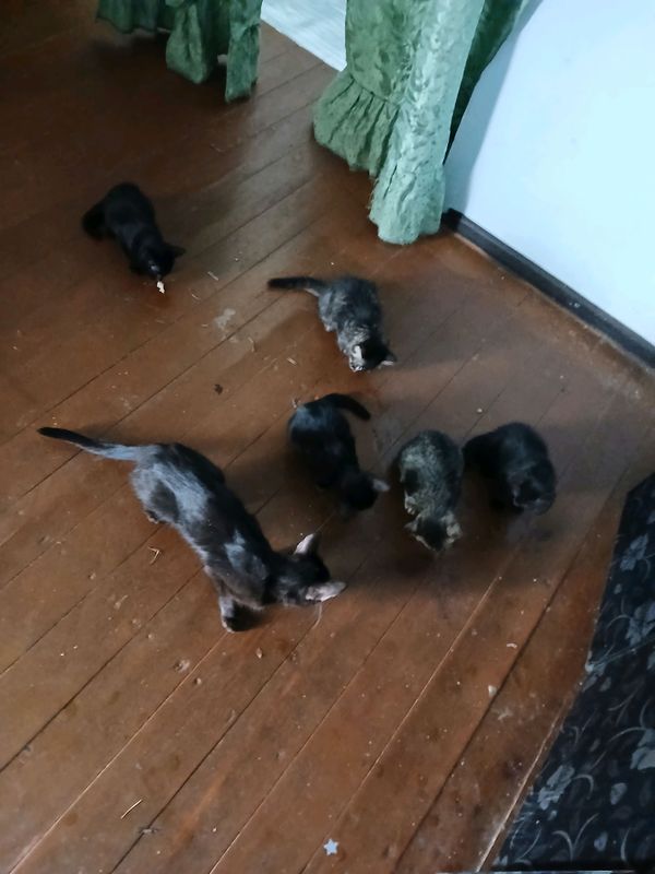раздам котят