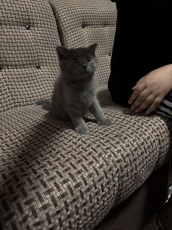 Продается котенок