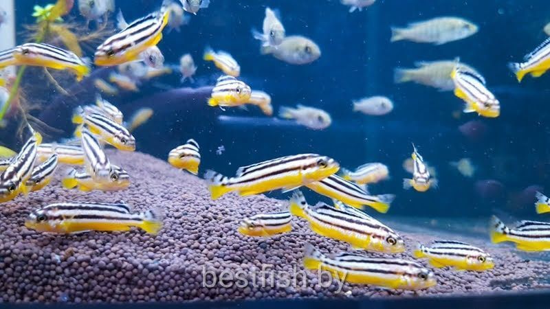 Продам мальков ауратус Продам мальков ауратус